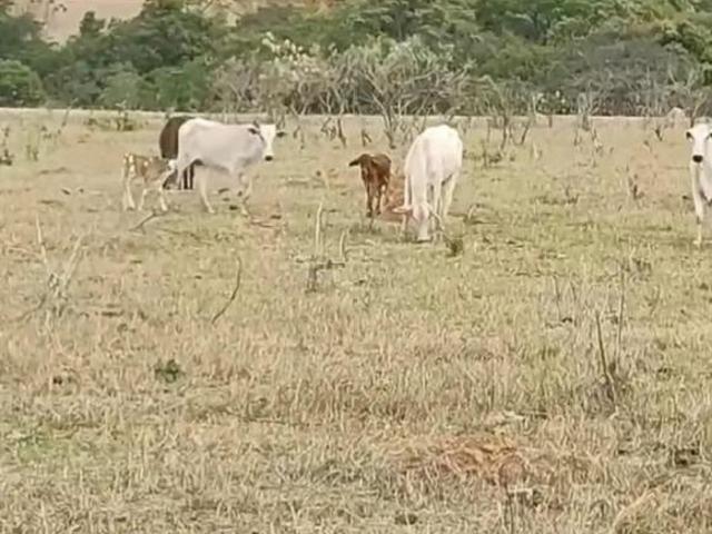 Sítio e chácara venda em Região Geográfica Imediata de Flores de Goiás, Região Integrada de Desenvolvimento do Distrito Federal e Entorno
