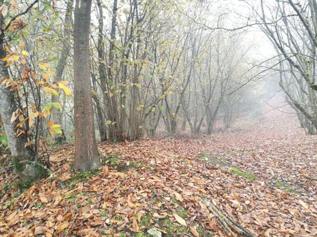 Terreno in vendita a Manocalzati, Campania