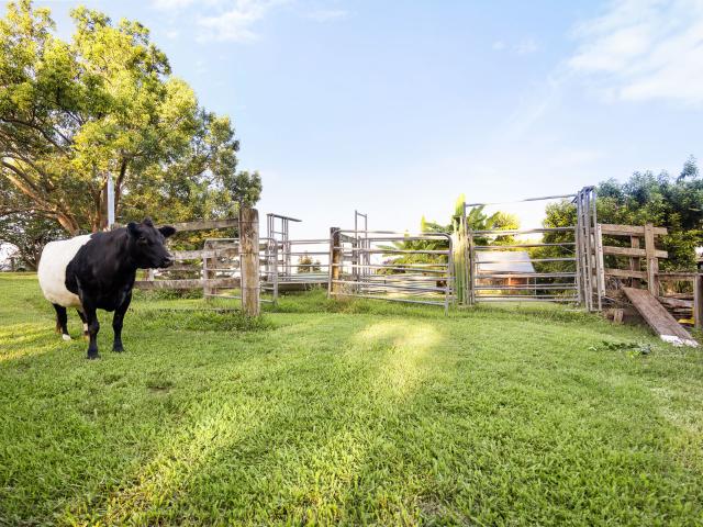 House for sale in Black Mountain, Queensland