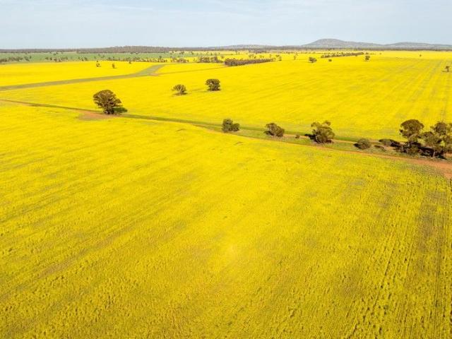 Cottage for sale in Ardlethan, New South Wales