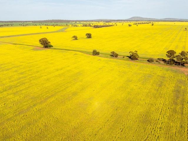 Cottage for sale in Ardlethan, New South Wales