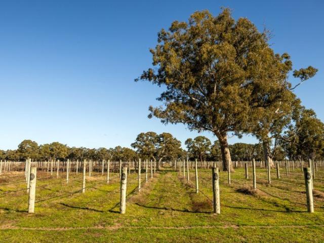Land for sale in Comaum, South Australia
