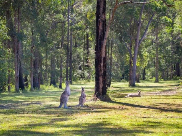 Land for sale in Bonny Hills, New South Wales