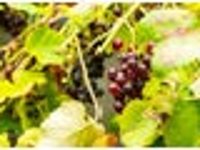 House for sale in Maungaturoto, Northland