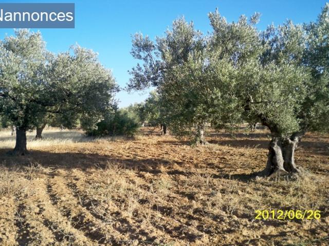 Terrain vente