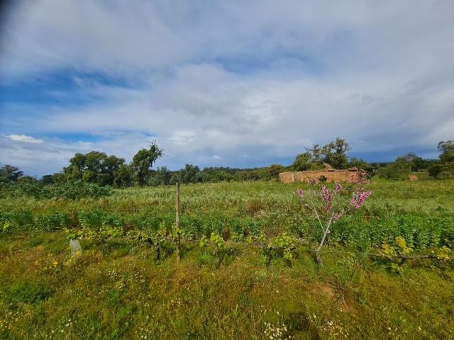 Solar venda em Pinheiro da Chave, Grândola