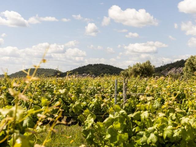 Solar venda em Ameixial (Santa Vitória e São Bento), Estremoz