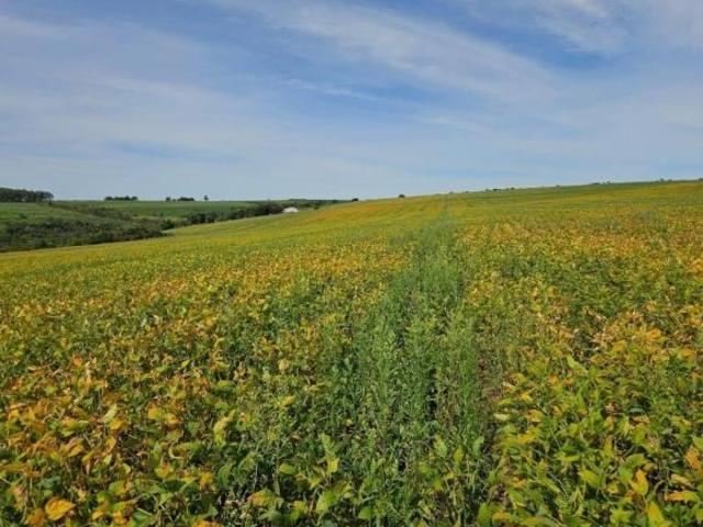 Sítio e chácara venda em Região Geográfica Imediata de Águas Lindas de Goiás, Região Integrada de Desenvolvimento do Distrito Federal e Entorno