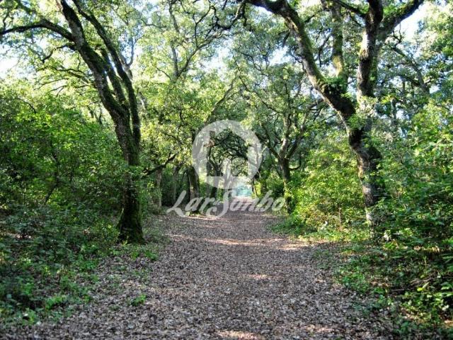 Solar venda em Viana Do Castelo