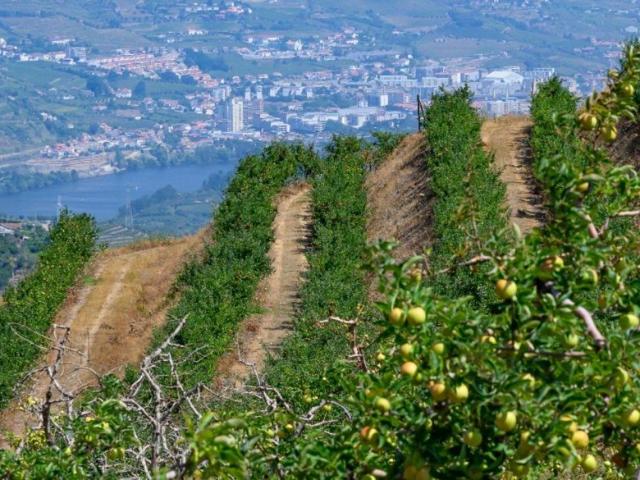 Solar venda em Lamego, Viseu