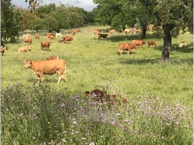 Solar venda em Mourã, Beja