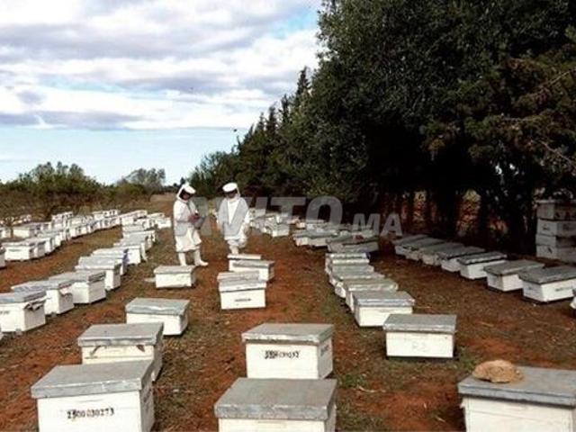 Propriété vente à Lyautey