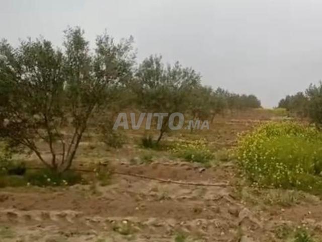 Propriété vente à Chichaoua, L'Oriental