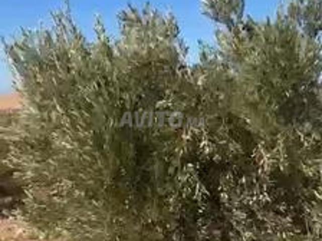 Propriété vente à Agadir, Oued ed Dahab-Lagouira