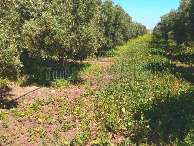Ferme vente à Oulad Said, Gharb-Chrarda-Beni Hssen