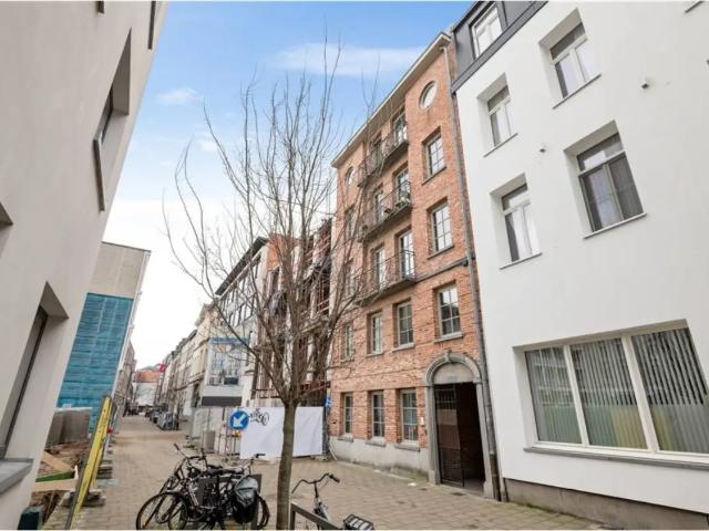 Kot vente à Antwerpen