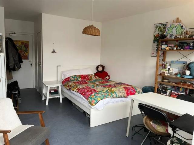 Kot vente à Antwerpen