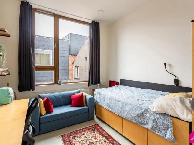 Kot vente à Antwerpen