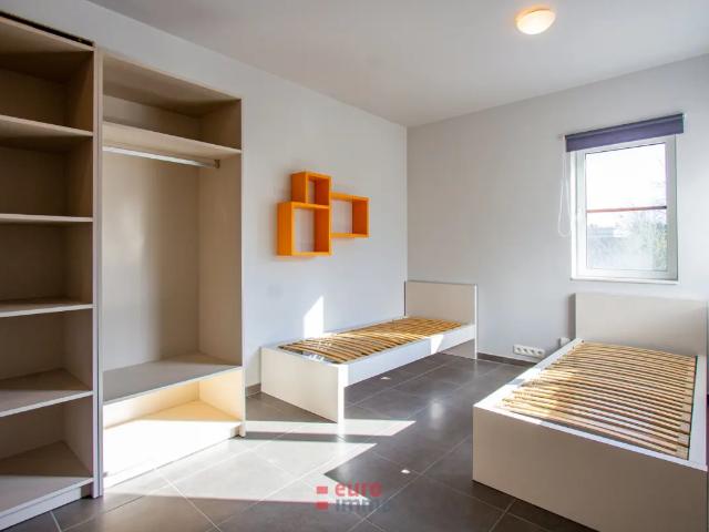 Kot vente à Brugge, West-Vlaanderen