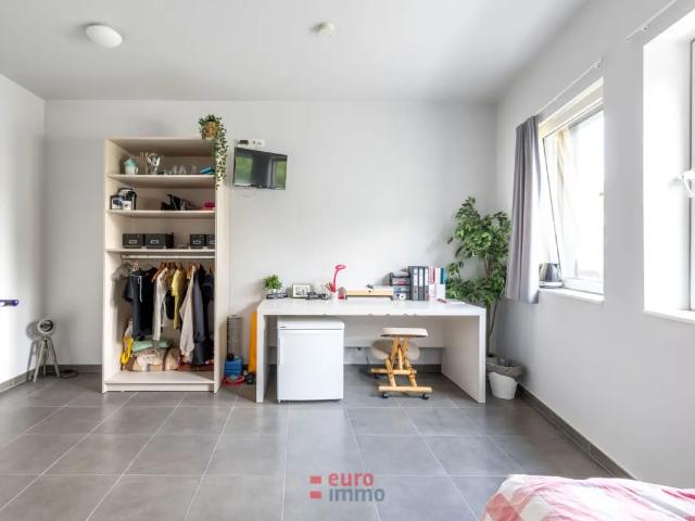 Kot vente à Brugge, West-Vlaanderen