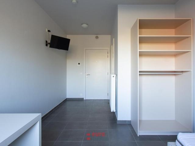 Kot vente à Brugge, West-Vlaanderen