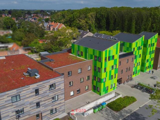 Kot vente à Brugge, West-Vlaanderen