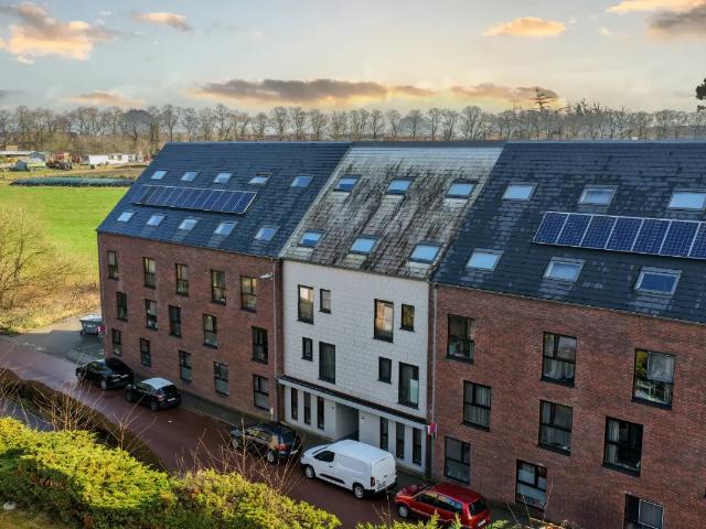 Kot vente à Lava, Brabant