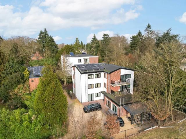 Kot vente à Lava, Brabant