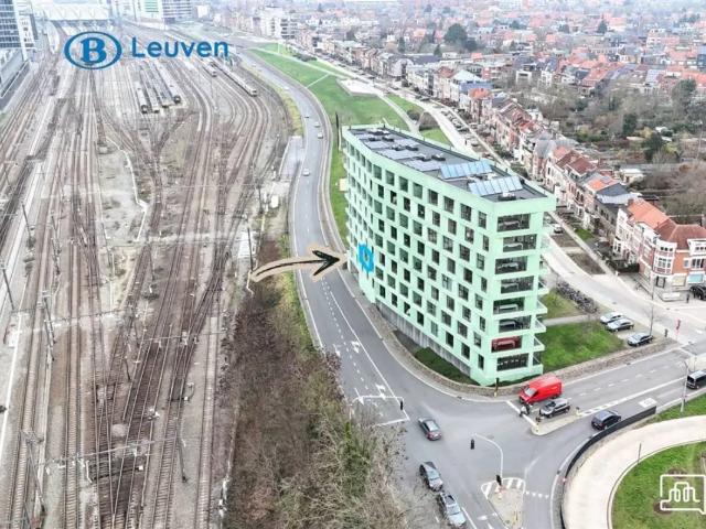 Kot vente à Lava, Brabant