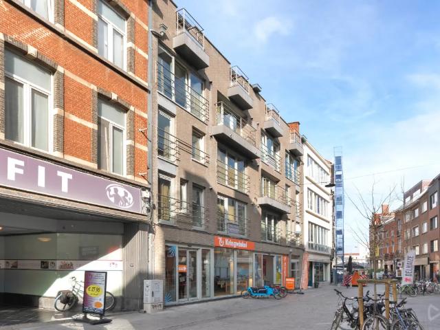 Kot vente à Lava, Brabant