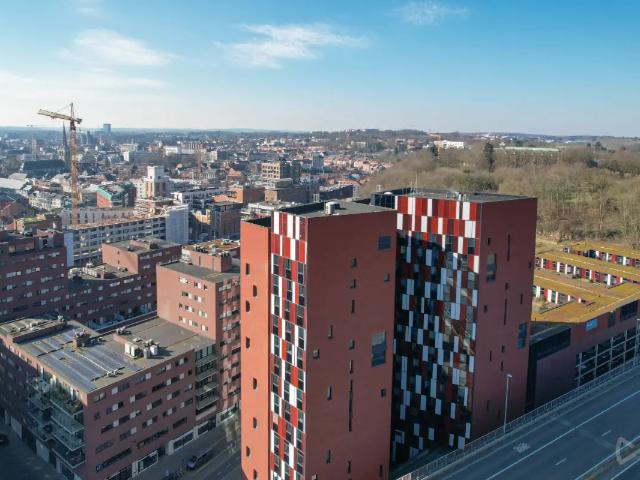 Kot vente à Lava, Brabant