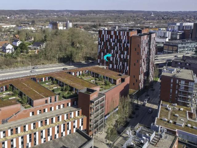 Kot vente à Lava, Brabant