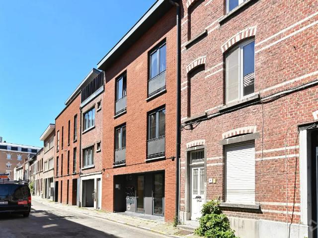Kot vente à Lava, Brabant
