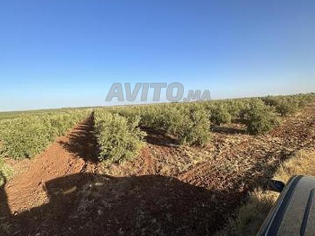 Propriété vente à Meknès