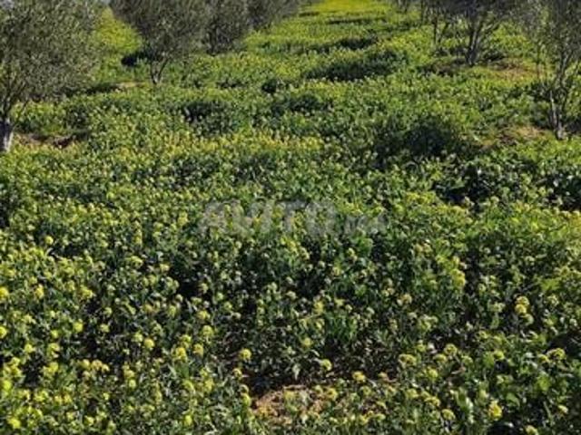 Propriété vente à Fès ⴼⴰⵙ فاس, Préfecture de Fès عمالة فاس