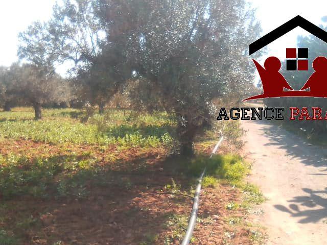 Ferme vente