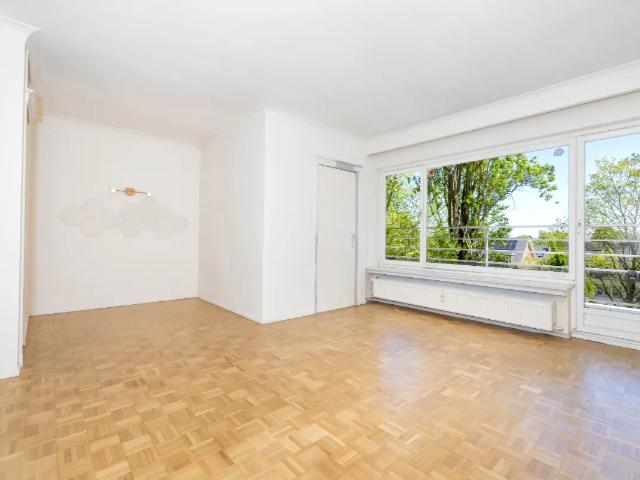 Kot vente à Anderlecht, Bruxelles