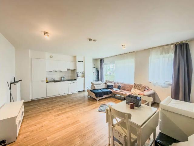 Kot vente à Anderlecht, Bruxelles