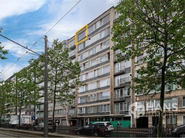 Kot vente à Klein-Antwerpen, Antwerpen