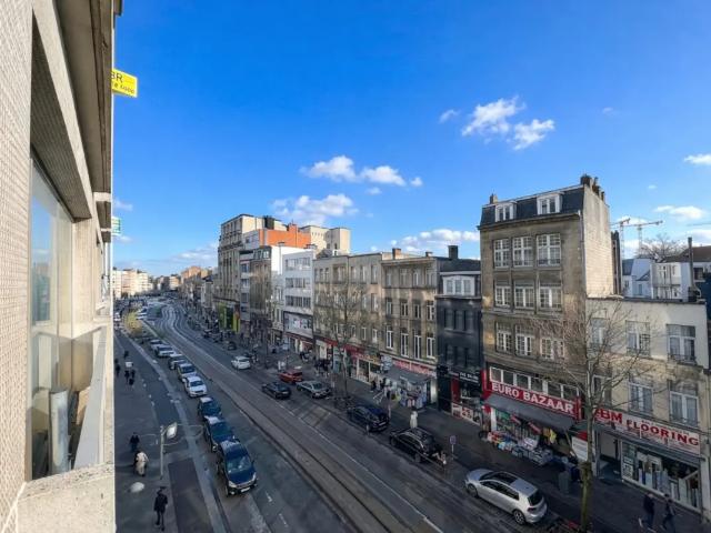 Kot vente à Antwerpen