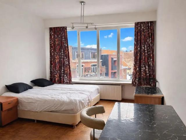 Kot vente à Antwerpen