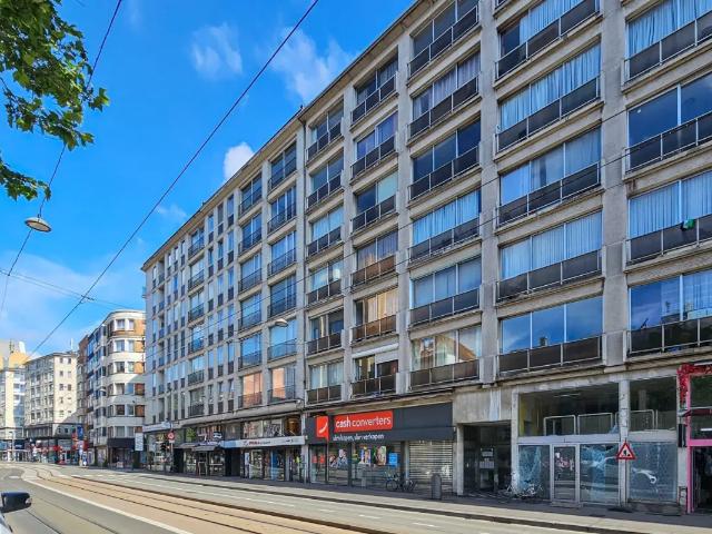 Kot vente à Antwerpen