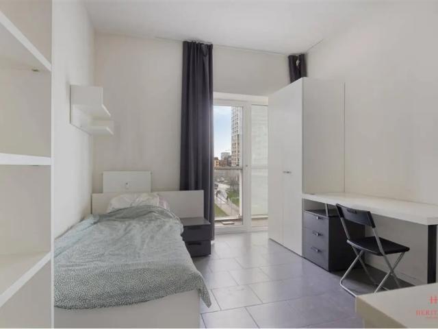 Kot vente à Antwerpen