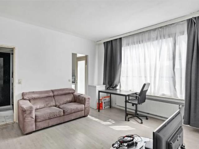 Kot vente à Antwerpen