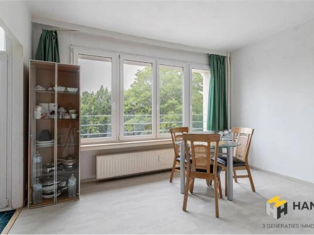 Kot vente à Antwerpen