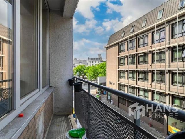 Kot vente à Antwerpen