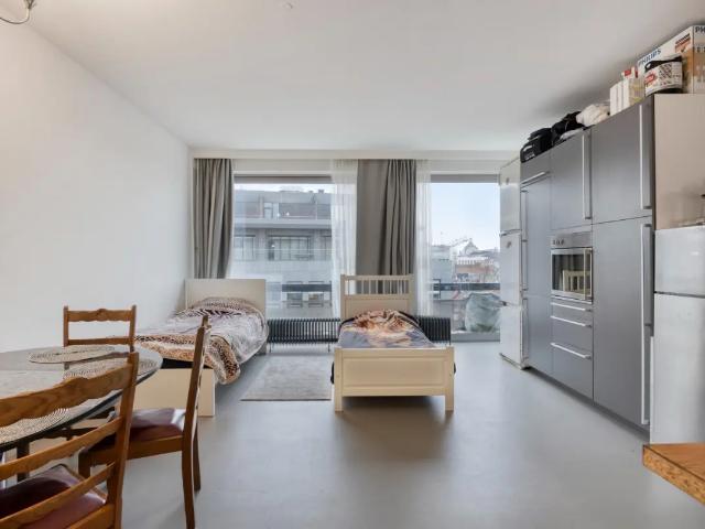 Kot vente à Antwerpen