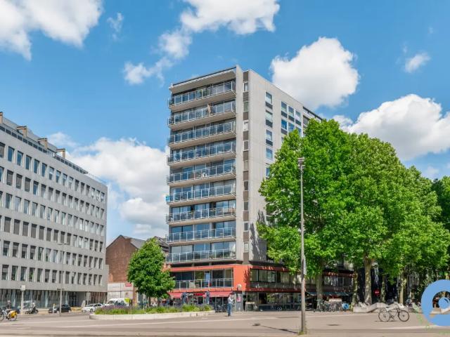 Kot vente à Antwerpen