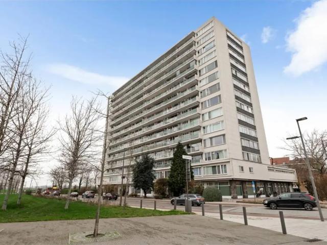 Kot vente à Antwerpen