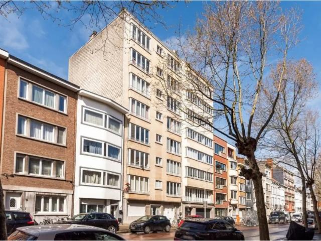 Kot vente à Antwerpen